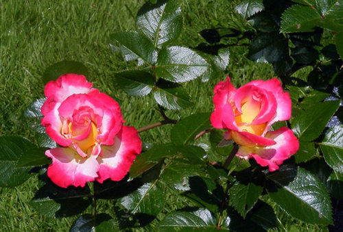 Spring flush roses! | Houzz Forum