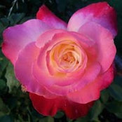 Rose Muller's photo