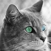 Hava Edelstein's photo