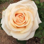 Helen Brooks's photo