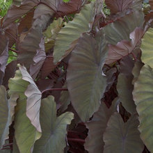 outdoor planters