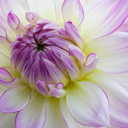 Dahlias - Home Decor