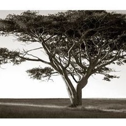 Horse and Tree at Last Light - Photographs