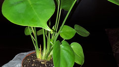 4 philodendron Philodendron bipinnatifidum 'Atom'