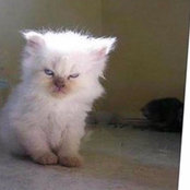 Fazilat Khan's photo