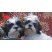 Stacy Davidson's photo