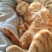 Sigal Goldstein's photo