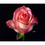Nycole Chapman's photo