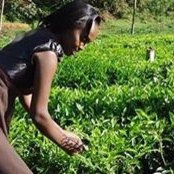 Foto von Wanjiru Lillian