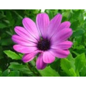 Joy Dent's photo