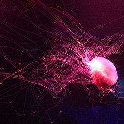 Jellyfish Wall Art - Prints And Posters