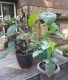 Storing elephant ears for winter? | Houzz Forum