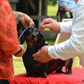Marilyn Pence PenDachs Dachshunds's photo