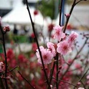 Dawn Davis's photo