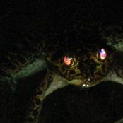 Sharky Laguana's photo