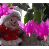 Jo Hobelman's photo