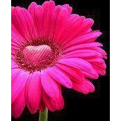 Melani Willey Ferrer's photo