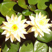 Judy cook's photo
