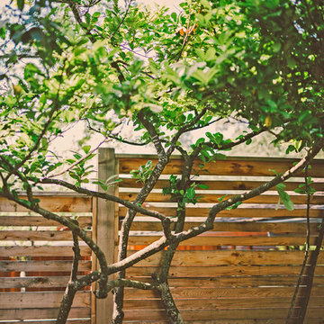 Modern Cedar Privacy Fence