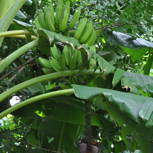 Großer, Halbschattiger Eklektischer Gemüsegarten hinter dem Haus in Tampa