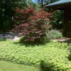 Bushes and Shrubs - Products