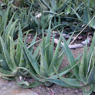 Aloe Vera