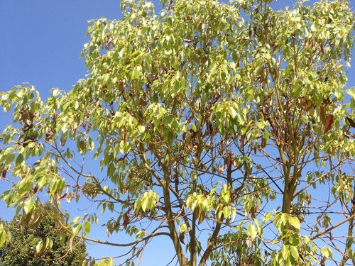 Camphor Tree Dying