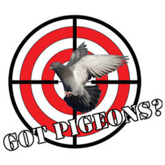 Got Pigeons? LLC