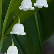 Danielle Holien's photo