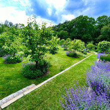 Fruit Orchard Landscape