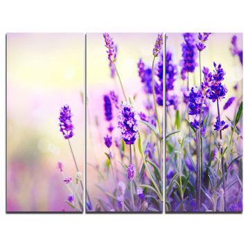 "Purple Lavender Field" Photography Canvas Art Print, 3 Panels, 36"x28"