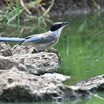 Birds Are Beneficial to the Environment: