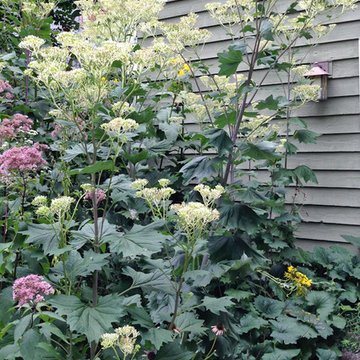 Great Design Plant: Bold, Big and Beautiful Pale Indian Plantain