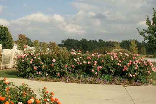 Front yard landscape with roses...some fall pics..