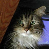 רות פאליי's photo