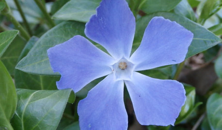 Vinca: Una planta de bellas flores que vuelve con fuerza al jardín