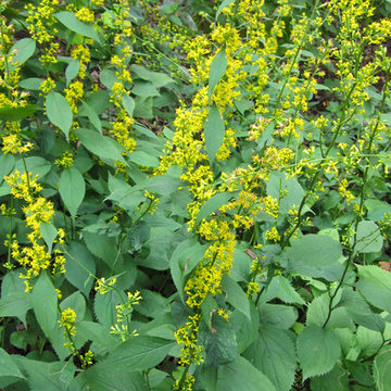 Solidago flexicaulis