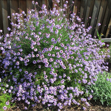Baker Family's California Native Garden