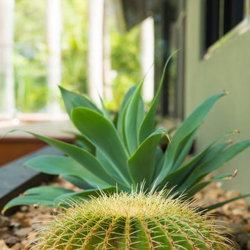 NEW BUILD: Exterior | Garden Bed | Tropical Garden