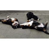 James Stevens's photo