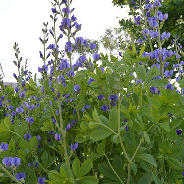 Plantings