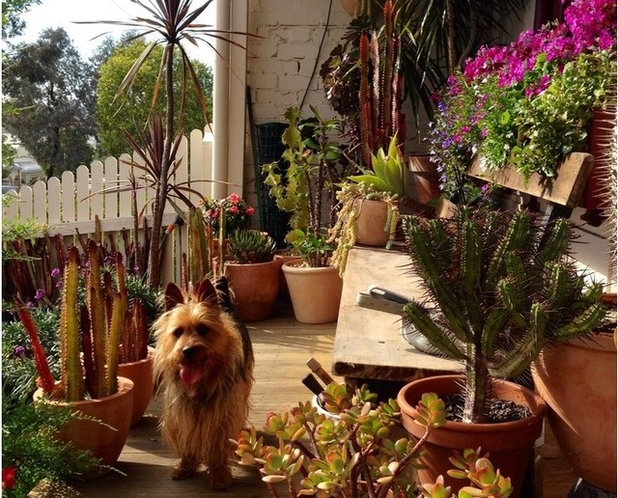 Houzz Dogs Basking in the Summer Sun