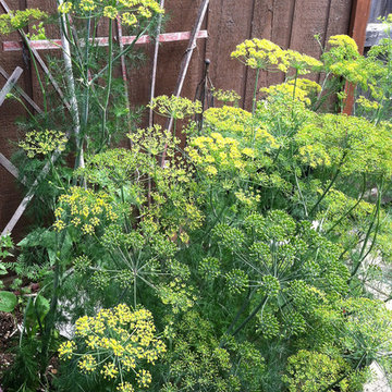 Vegetable variety | Artistry Landscaping Design