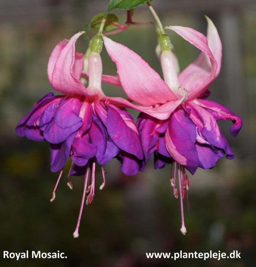 Fuchsia liste 2020 (her ses fotos af en mindre del af de fuchsia vi producere)