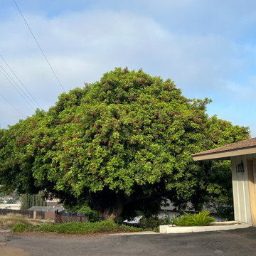 Tree Care