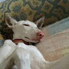 PRO-GALGO