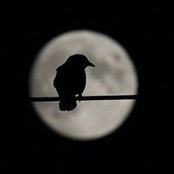 Patrick Whelan's photo