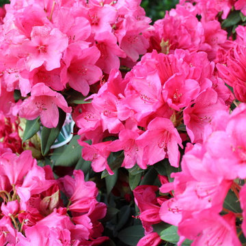 PLANTS - FLOWERS