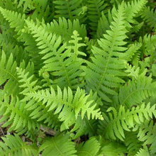 outdoor plantings