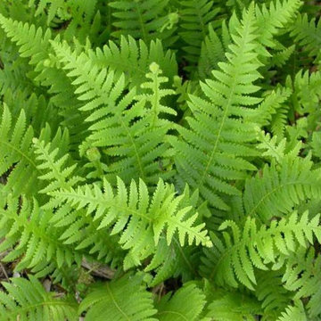 Phegopteris Decursive-Pinnata